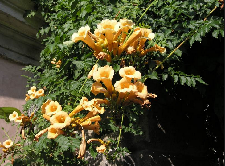 Nadir Sarı Acem Borusu Çiçeği Tohumu (4 tohum)