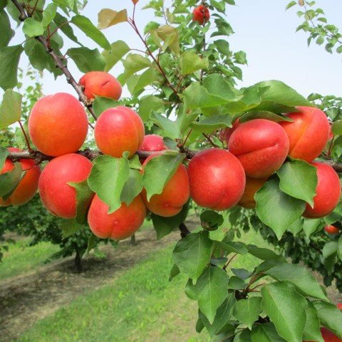 Yarı Bodur Zaiges Red Kırmızı Kayısı Fidanı (5 adet)