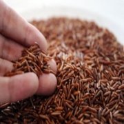 Kırmızı Pirinç Tohumu (20 tohum)