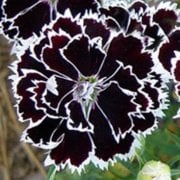 Dianthus Heddewigii Black White Karanfil Çiçeği Tohumu (100 adet)