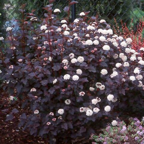 Soğuklara Dayanıklı Physocarpus Opulifolius Diabolo Dumanlı Yaprakları Olan Beyaz Çiçekli Dokuz Kabuk Çalısı Fidanı