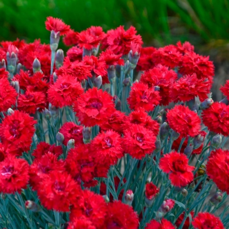 Chabaud Cardinal Red Karanfil Çiçeği Tohumu(70 adet)