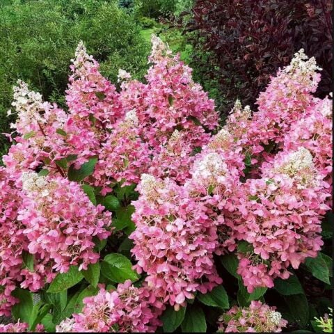 Soğuklara Dayanıklı Hydrangea Anomala Pink Lady Ortanca Fidanı