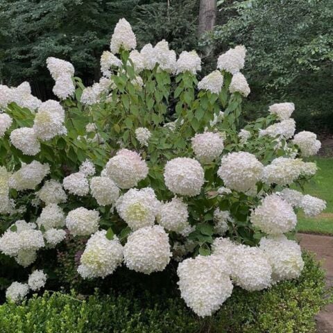 Soğuklara Dayanıklı Hydrangea Anomala Silver Dollar Ortanca Fidanı