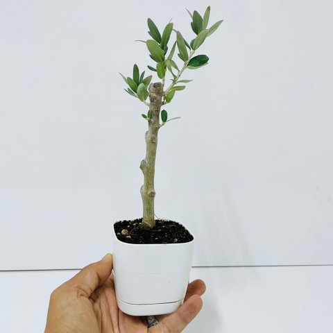 Ücretsiz Kargo Saksıda Minyatür Bonsai Yapımına Uygun Hediyelik Zeytin Fidanı (Lüx Saksı)