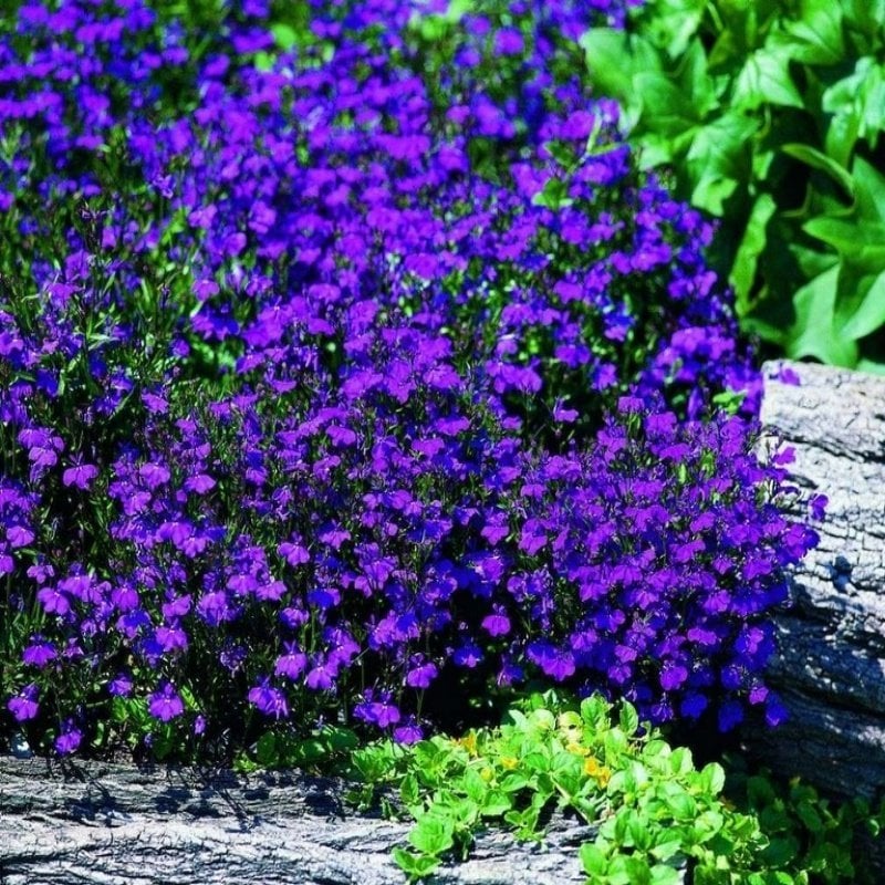 Sıcağa Dayanıklı Yer Örtücü Deep Blue Lobelya Çiçeği Fidesi(2 adet)