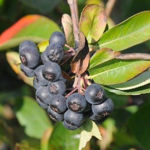 Siyah Aronya Aronia Chokeberry Fidanı (60-100 cm)