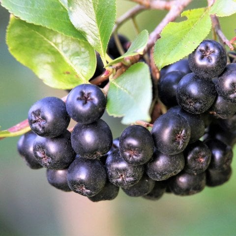 Siyah Aronya Aronia Chokeberry Fidanı (60-100 cm)