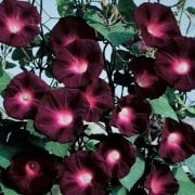 Knowlians Black Gündüz Sefası Çiçeği Tohumu(10 tohum)