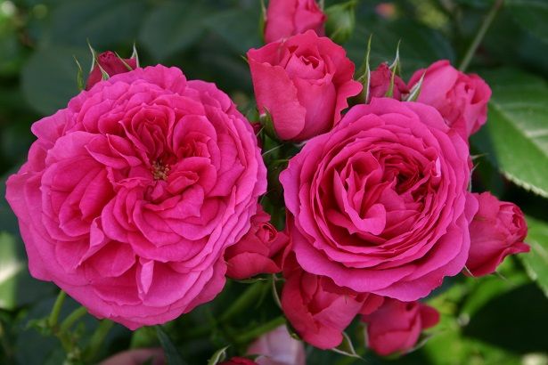 Tüplü  Pembe Laguna Aşılı Yediveren Gül Fidanı