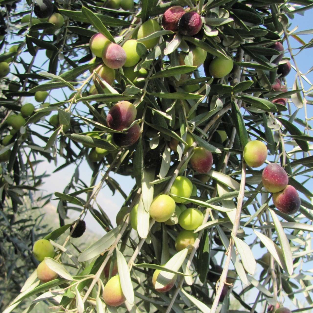 Tüplü Çil Topak Tavşan Yüreği Zeytin Fidanı