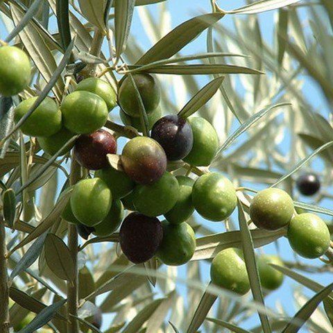 Tüplü Çil Topak Tavşan Yüreği Zeytin Fidanı