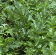 Doğal Koyu Yeşil Catalogna Garnet Stem Hindiba Tohumu(100 tohum)