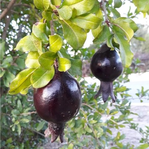 Tüplü Meyve Verme Durumunda Siyah Nar Fidanı (100-200 cm)