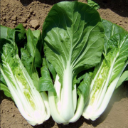 Doğal Canton Pak Choi Çin Lahanası(100 tohum)