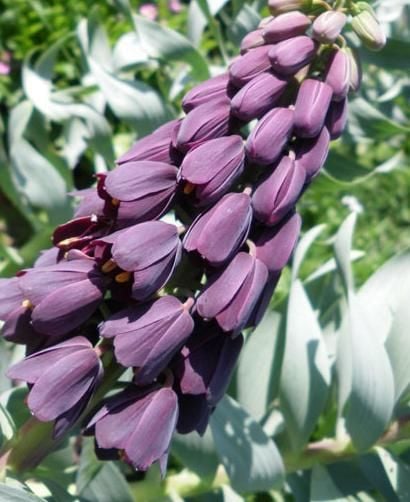 Mor Renkli Fritillaria Persica Ters Lale Soğanı(20 adet)