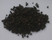 Doğal Siyah Karabiber Tohumu (20 tohum)