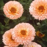 Katmerli Pink Suprise Aynısafa Çiçeği(50 tohum)