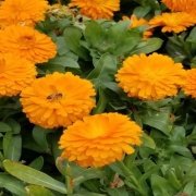 Katmerli Turuncu Double Orange Calendula Aynısafa Çiçeği Tohumu(50 tohum)