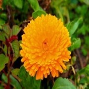 Katmerli Turuncu Double Orange Calendula Aynısafa Çiçeği Tohumu(50 tohum)