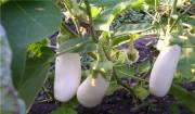 Doğal Casper Beyaz Patlıcan Tohumu(10 Tohum)