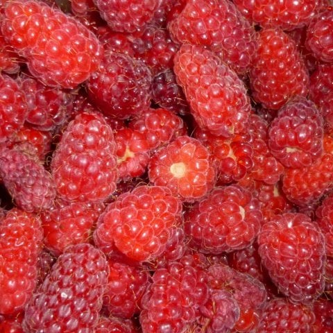 Tüplü Longanberry Fidanı (Seneye Meyve Verir Durumda)