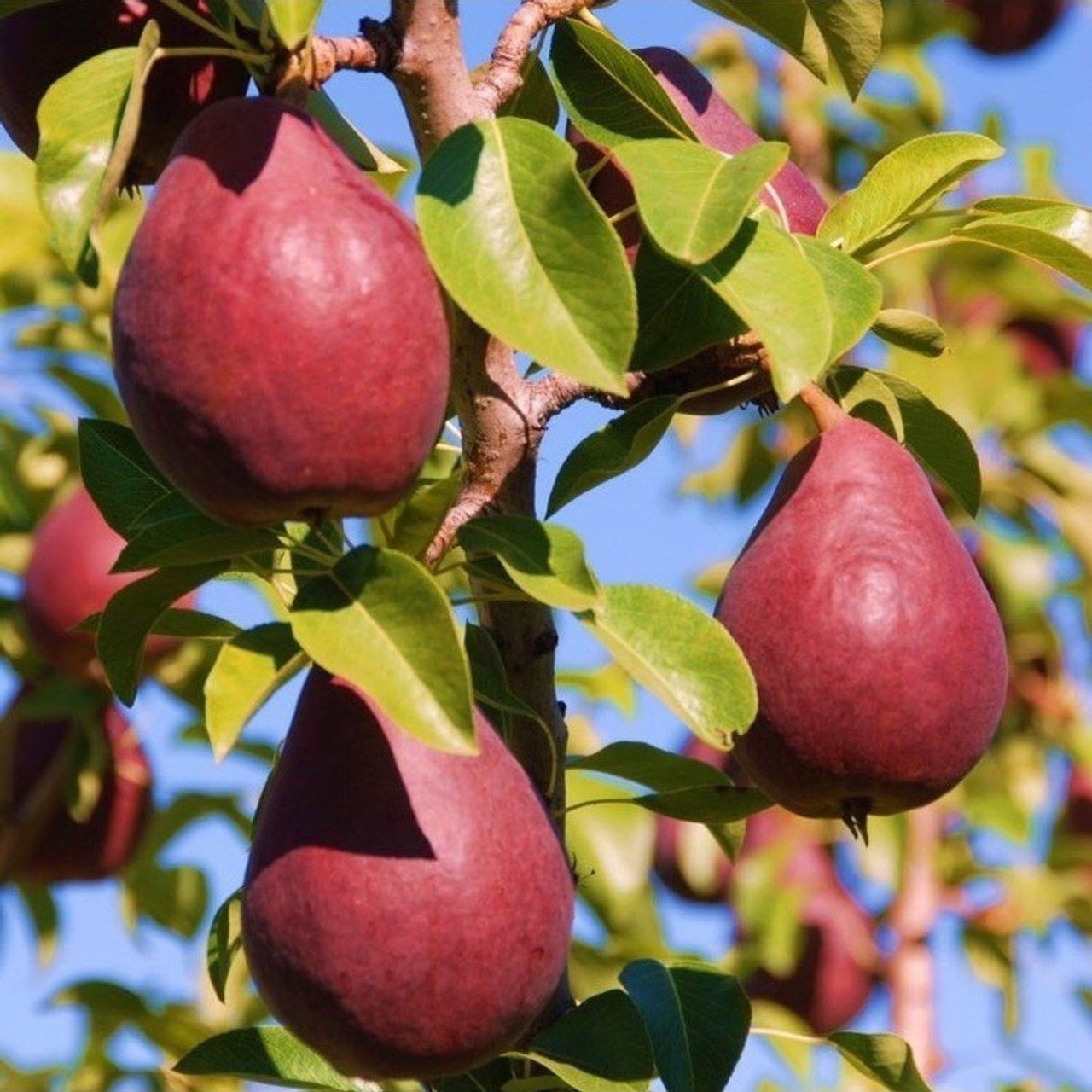 Tüplü Yüksek Aromalı Starkrimson Kırmızı Armut Fidanı