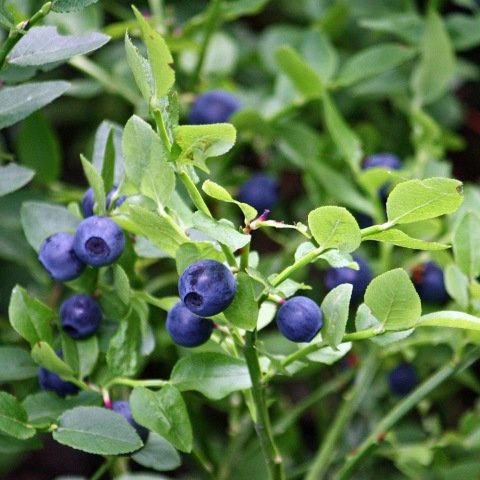 Açık Kök Likapa Yaban Mersini Blueberry Fidanı