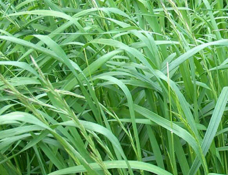 Oecd ve Dusd Sertifikalı İtalyan Ryegrass Yem Bitkisi Tohumu (25 kg)