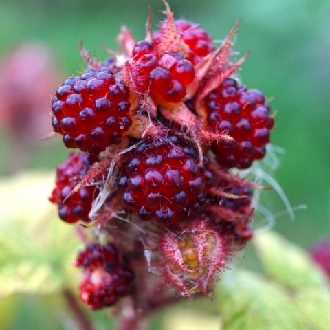 Tüplü Tatlı Wineberry Japon Böğürtleni Şarap Ahududu Fidanı