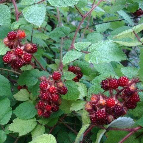 Tüplü Tatlı Wineberry Japon Böğürtleni Şarap Ahududu Fidanı