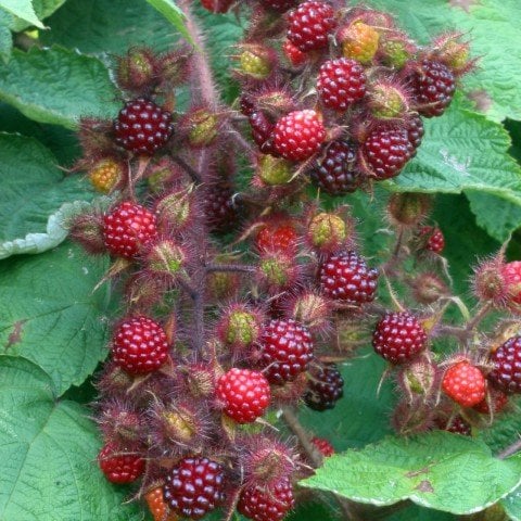 Tüplü Tatlı Wineberry Japon Böğürtleni Şarap Ahududu Fidanı