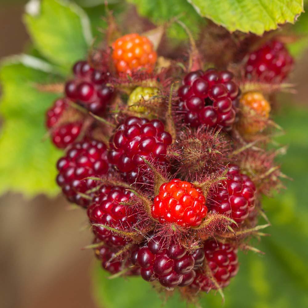 Tüplü Tatlı Wineberry Japon Böğürtleni Şarap Ahududu Fidanı