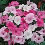 Lavatera Trimestris Regis Pure White Pamuk Çiçeği Tohumu(50 tohum)