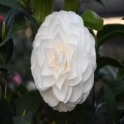 Tüplü  Katmerli Beyaz Çiçekli Kamelya Fidanı(10-20 cm)