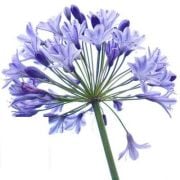 Agapanthus Şefkat-Teber Çiçeği Fidanı