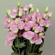 Katmerli Papillon Pink Blush Lisianthus Çiçeği Tohumu(5 tohum)