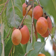 DIOSPYROS virginiana ''Persimmon  Tohumu 5 adet