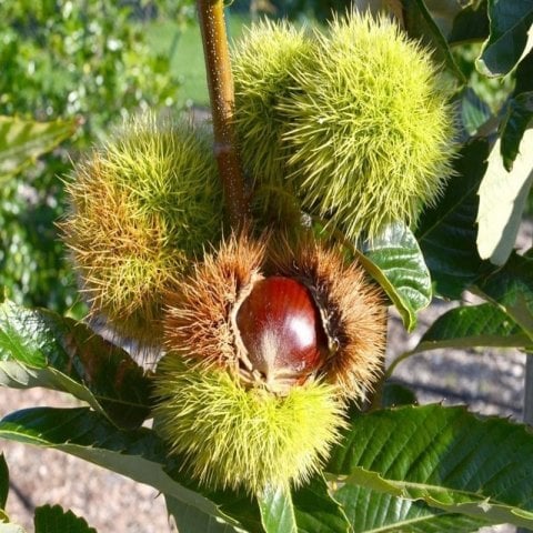 Açık Kök Bouche de Betizac Kestane Fidanı