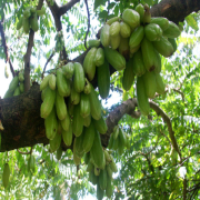 Karambola Bilimbi(Salatalık Ağacı) Tohumu 5 adet