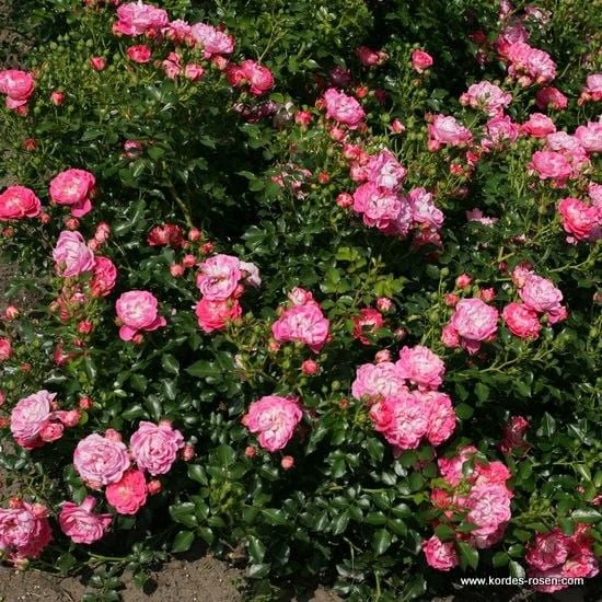 Tüplü Aşılı Kokulu Charmant Pembe Gül Fidanı