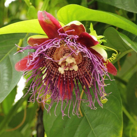 Tüplü Passiflora quadrangularis (Dev Granadilla) Fidanı