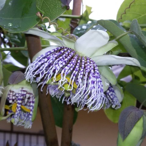 Tüplü Passiflora Actinia Fidanı