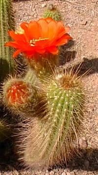 TRICHOCEREUS huascha Kaktüs Tohumu(5 tohum)