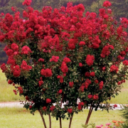Kırmızı Renkli Oya Ağacı Tohumu(5 tohum)