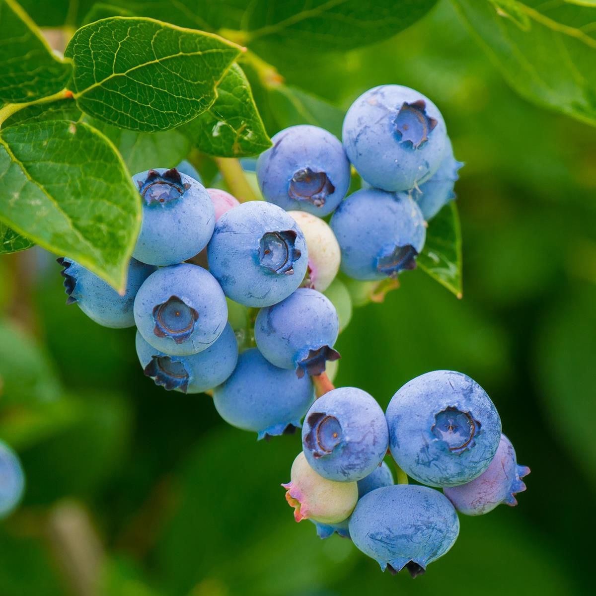 Tüplü Yaban Mersini(Likapa,blueberry,maviyemiş) Patriot Fidanı