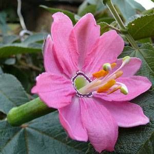 Passiflora Mollisima (Banana Passion) Çarkıfelek Çiçeği  Tohumu(5 tohum)
