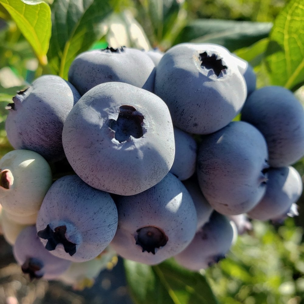 Tüplü Yaban Mersini(Likapa,blueberry,maviyemiş) Chandler Fidanı