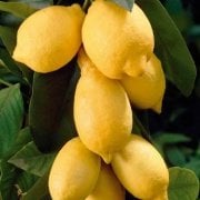Tüplü Yediveren Dev Meyveli Euroka Limon Fidanı