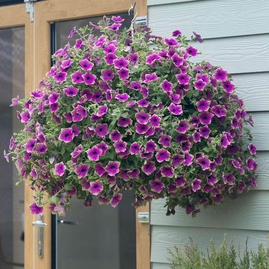 Sarkıcı Fortado Special Purple Green Edge Petunya Çiçeği Fidesi (2 Adet Fide)
